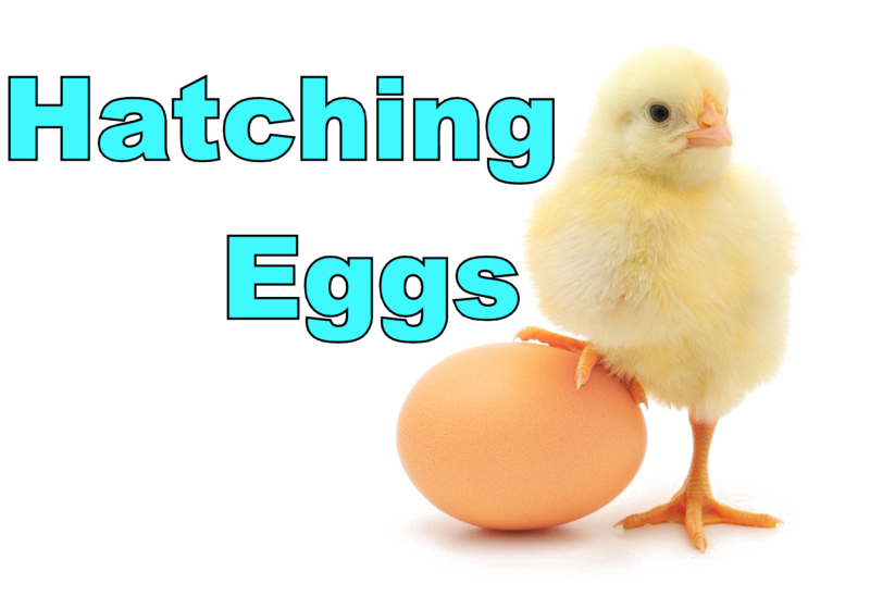 Hatching Eggs Watch!!!
