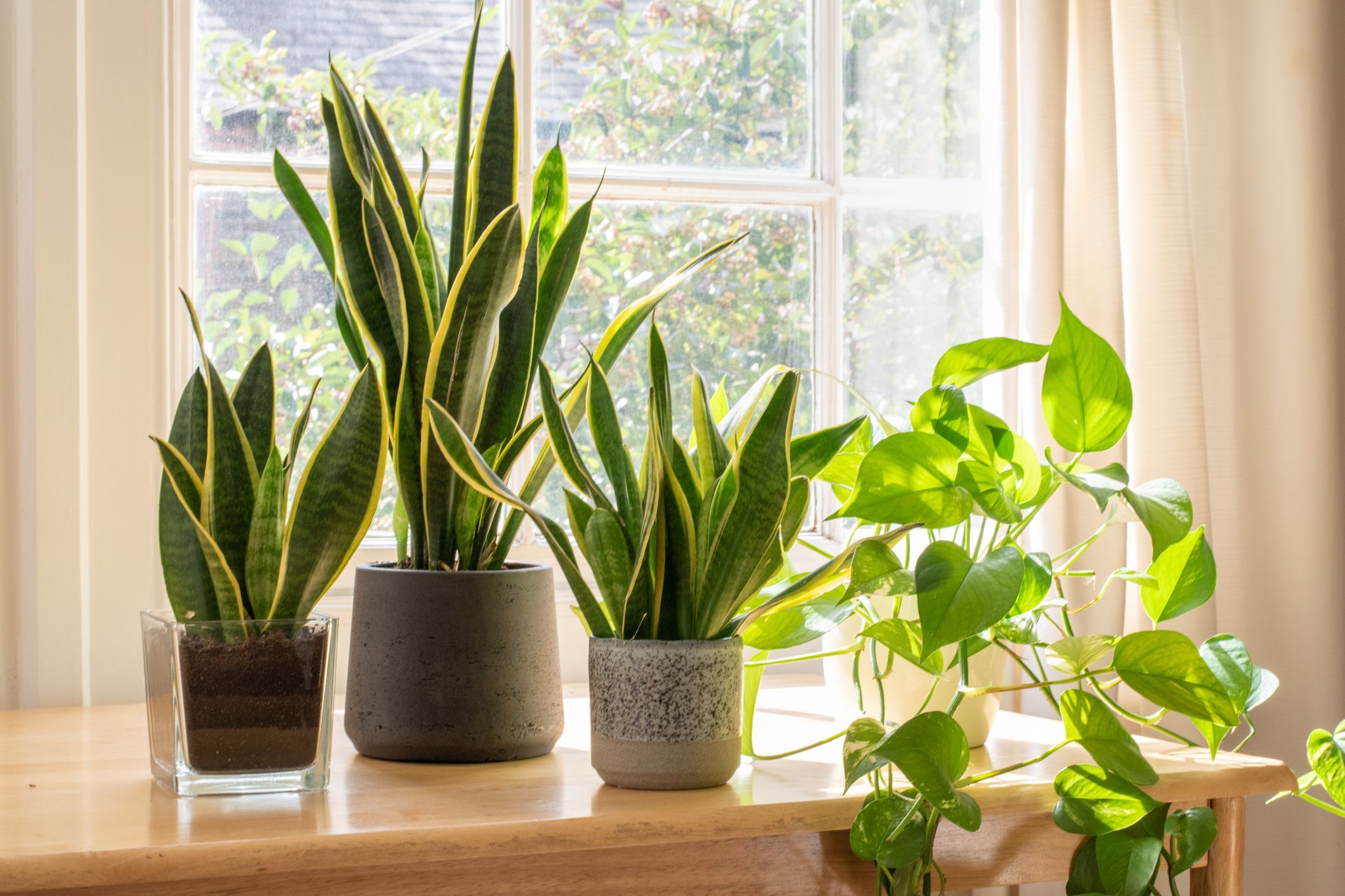 House Plant Giveaway