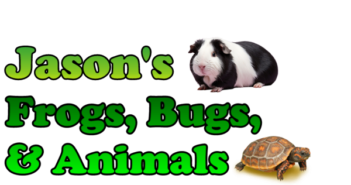 JASON’S ANIMALS