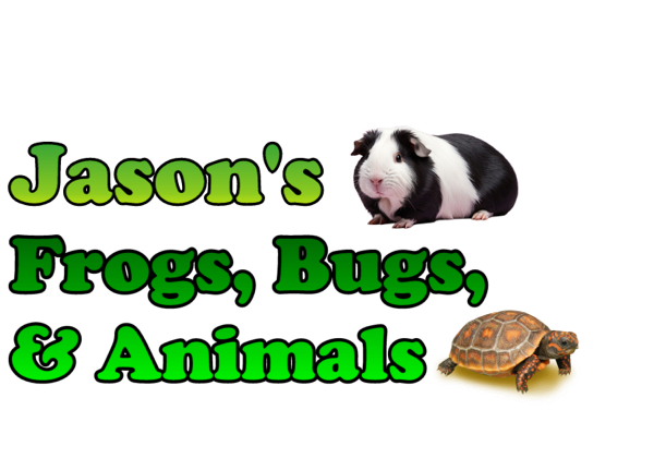JASON’S ANIMALS