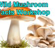 Wild Mushroom Facts Workshop