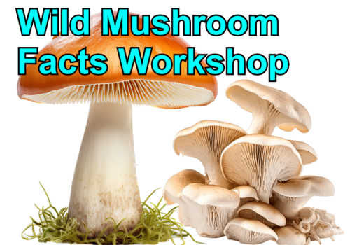 Wild Mushroom Facts Workshop